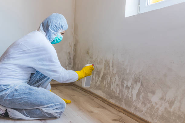 Licensed Mold Cleanup service in Cordova, NC - WQB Mold Removal