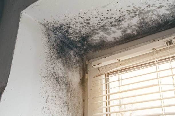 Affordable Mold Cleanup solutions in Cordova, NC